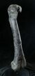 Excellent Allosaurus Femur From Colorado - With Stand #26475-8